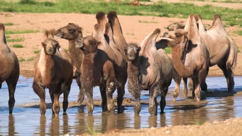 Camels drinking water