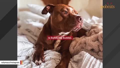 Woman brings home a shelter dog. And discovers she's scared of wind.