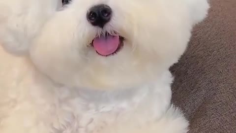 Wink puppy