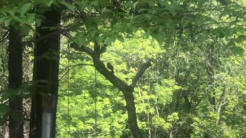 House wren singing