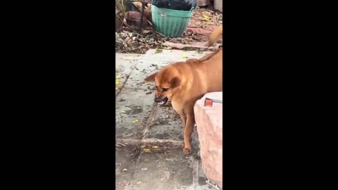 Funny 😂😂animal videos||2023||Must watch 😅😅