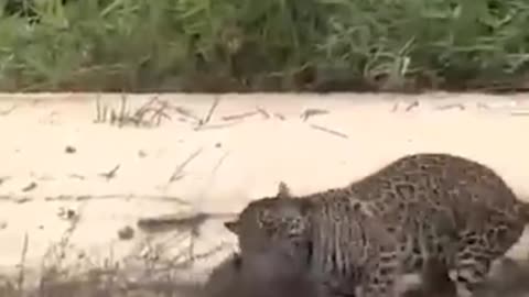 Jaguar Attacks Capybaran