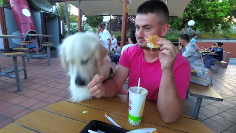 My Dog Helps Control My Calories in Mcdonalds