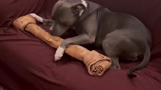 Dog Gets Giant Bone for Christmas