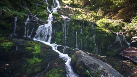 Waterfall forest