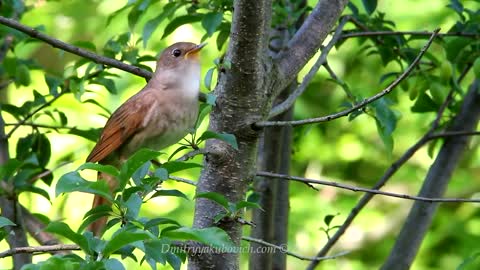 Birds Sing So Early