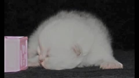 Watch a Persian Kitten Grow!