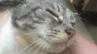 Vocal cat meows in delight while getting scratched