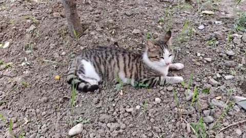 A cute stray cat snoozing in the coolness.