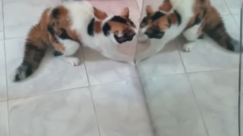 Cat Freaks Out at Its Reflection