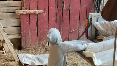 Son Wanting to Be Like Dad Helps Unload Feed from Truck