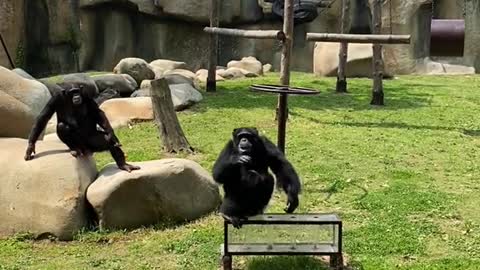 Chimps are smart