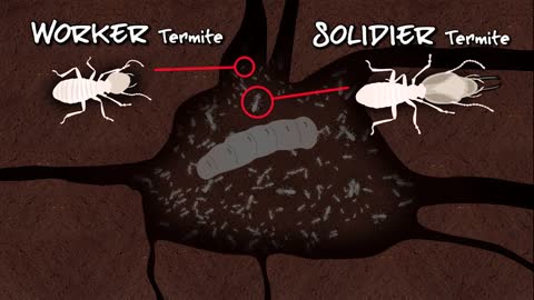 termite animation