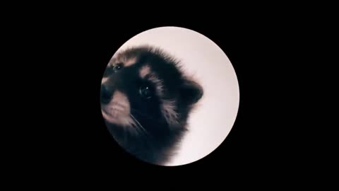 pedro pedro pedro raccoon dancing remix