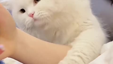 funny cat behavior when coaxing his master