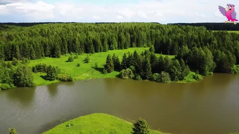 COW VIDEO 🐮🐄 COWS MOOING AND GRAZING IN A FIELD | Cow Video