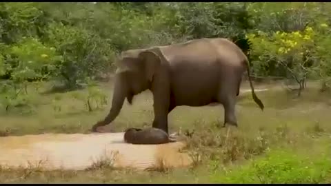 Sri Lanka Wild Elephant | Mother Elephant attacks Crocodile very hard to save her baby