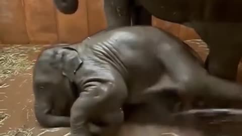 Cute baby elephant 🐘😍