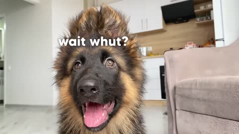 This is why we got a new German Shepherd Puppy