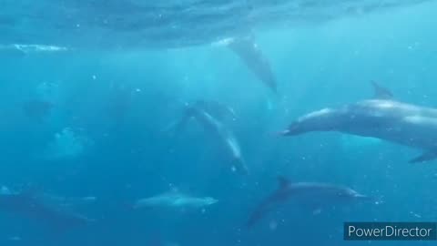 Amazing Penguin Swimming | Pool with Dolphin Under Water