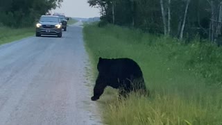 Black Bear With a Back Itch