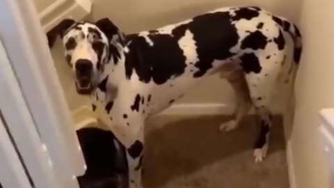 Animals Losing Their Minds: A Laugh Riot!