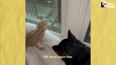 Dog Obsessed With Her Bearded Dragon Best Friend The Dodo Odd Couples