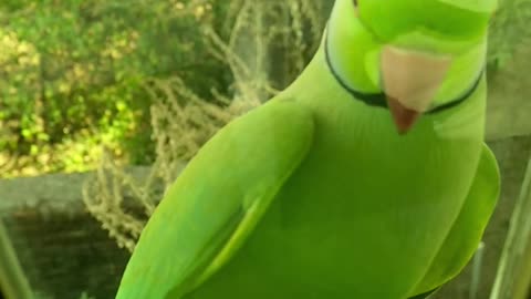 Parrot talking