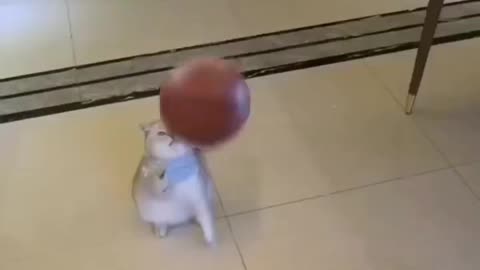 Cat Plays Basketball Perfectly