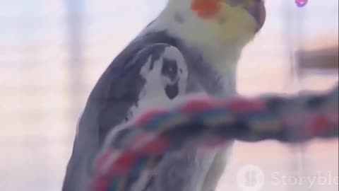 Discover the Charming World of Cockatiels