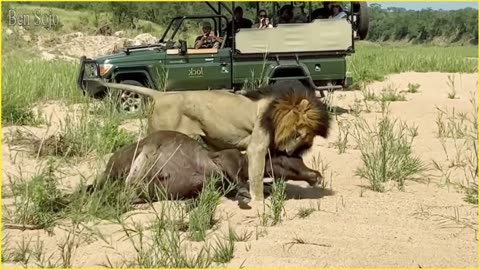 7 Unbelievable Animals That Can Easily Kill a Lion