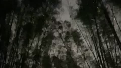 walking through the bamboo forest