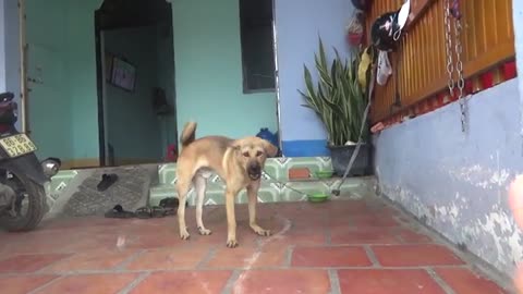 How handicapped dog react when seeing stranger , running barking|virk dog