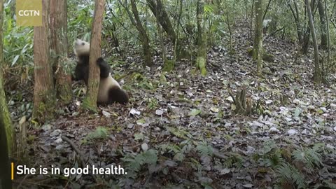 Giant panda released into wild captured on camera after three years