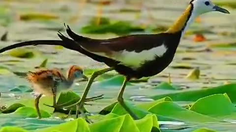 Its feet are too big._bird nature__