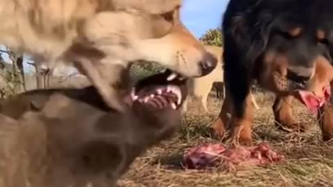 TIBETAN MASTIFF VS WOLF