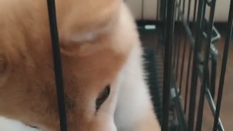 Shiba Inu Growth Diary