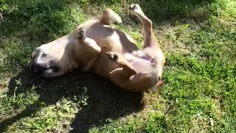 Upside-Down Dog with Lively Legs