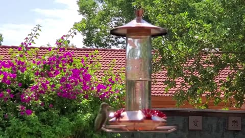 Hummingbird Feeder - Perky Pet