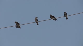 164 Toussaint Wildlife - Oak Harbor Ohio - Chimney Swifts Full Of Joy