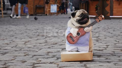 Cute Funny Pug Dog Earning With Playing Music Wearing In Costume With Guitar