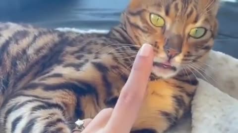 Funny and cute cat / Gota bite something