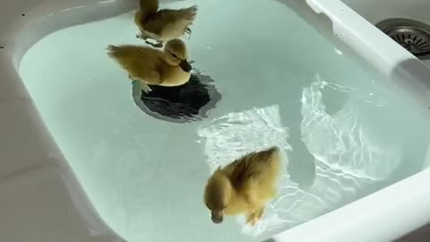 Ducks in the kitchen sink #foryou #pets #cute #sink #pet #animals