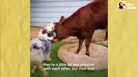 Baby Cow Loves Chasing His Dog Sibling | The Dodo Odd Couples