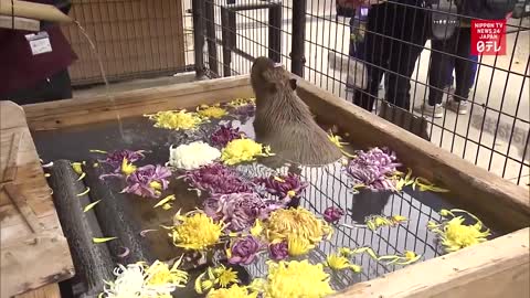 Capybara takes hot bath at Nagano zoo