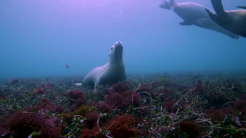 Sea lions swimming by underwater vegetation