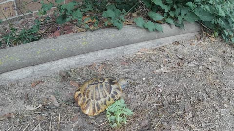 Tordy The Tortoise and a Charley Horse