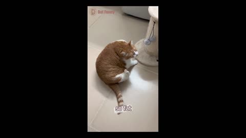 Funny and Relax with lovely pets 6