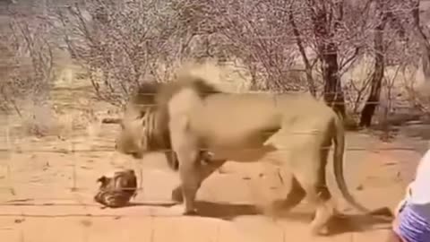 Funny Animal Shorts