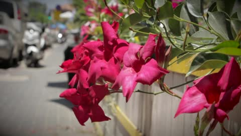 Closeup of red flowers